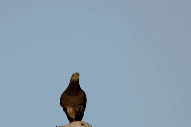 istock An alert pigeon watching from the rooftop 1315899350