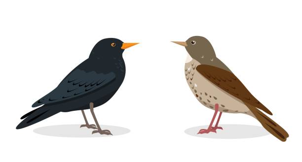 Black and spotted thrush birds isolated on white background. Black and spotted thrush. Different types of thrushes birds isolated on white background. Icons vector illustration for nature desogn. blackbird stock illustrations