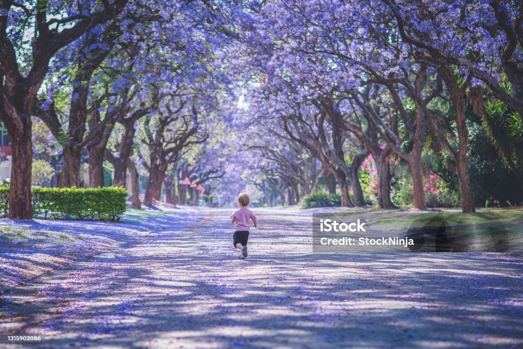A small toddler runs down a street covered in Purple flowers during the Jacaranda Season in Pretoria. A small toddler runs down a street covered in Purple flowers during the Jacaranda Season in Pretoria, South Africa. Jacaranda Tree Stock Photo