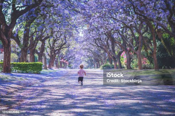 A Small Toddler Runs Down A Street Covered In Purple Flowers During The Jacaranda Season In Pretoria Stock Photo - Download Image Now