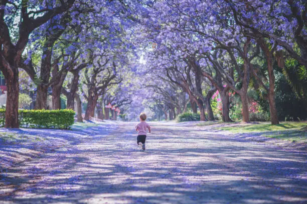 A small toddler runs down a street covered in Purple flowers during the Jacaranda Season in Pretoria, South Africa.