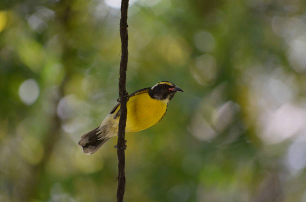 istock Bananaquit Bird On a Vine Hanging 1315903319