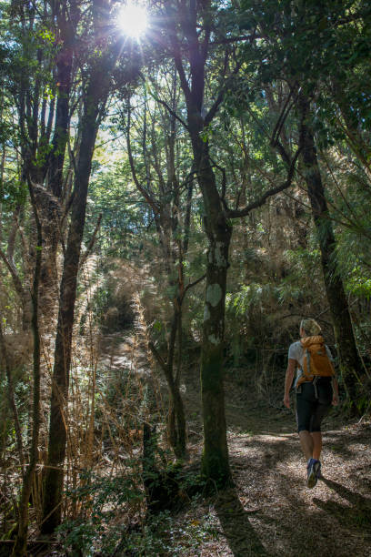 istock Woman hikes through dense forest in the morning 1315903461
