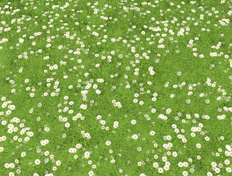 Wild field of daisys flowers. Summer season, ecology, green planet