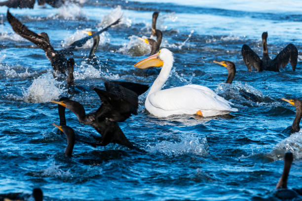 istock White pelican swimming 1315903817