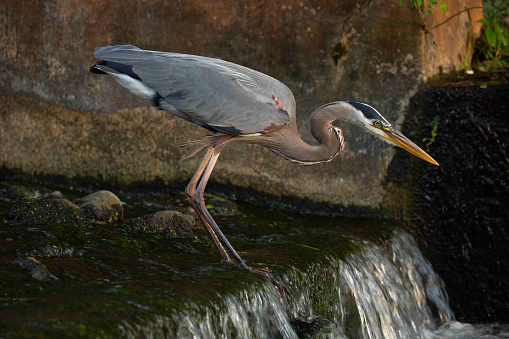 Great blue heron hunting for a fish by small waterfall at Greenfield Lake in wilmington, NC