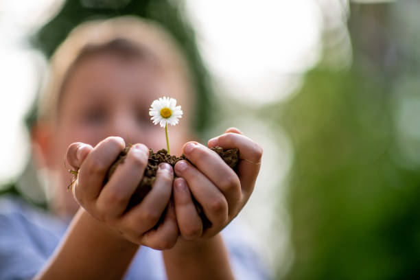 pousse de camomille dans les mains d’enfant retenant l’arbre de graine avec le sol - chamomile plant photos et images de collection