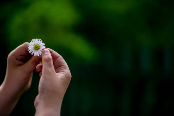 istock Chamomile sprout in child hands 1315905168
