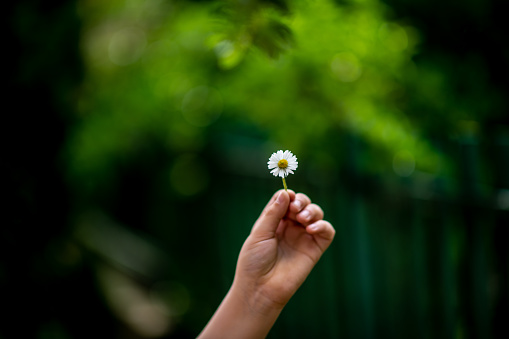 Chamomile sprout in child hands holding seed tree with soil