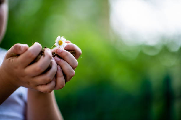 istock Chamomile sprout in child hands holding seed tree with soil 1315905877