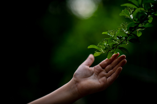 A hand touches a green plant