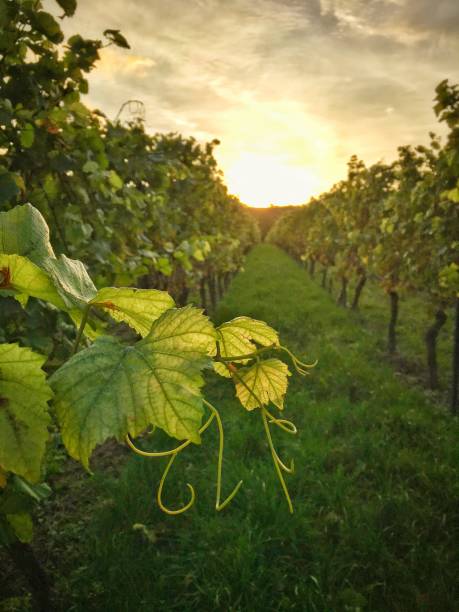 Sundowner Wineyard Evening vine leaf vineyard stock pictures, royalty-free photos & images