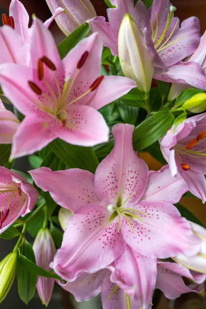 Photo of Fresh pink Japanese lily flowers in bloom