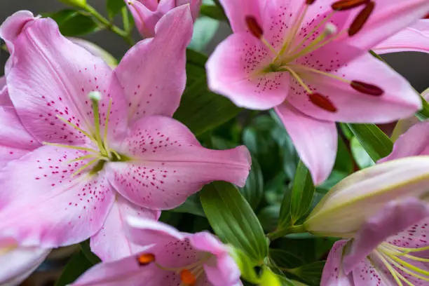 Photo of Fresh pink Japanese lily flowers in bloom