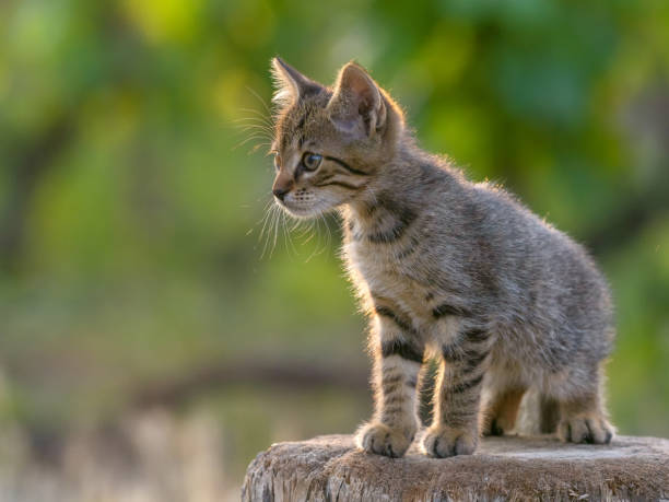 istock gray cat side view portrait in sunlight 1315911677