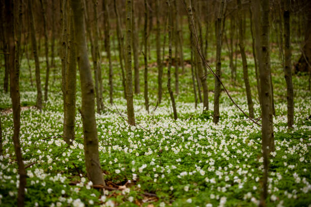 Spring forest of Warmia - trunks of deciduous trees on a green carpet of white anemone flowers