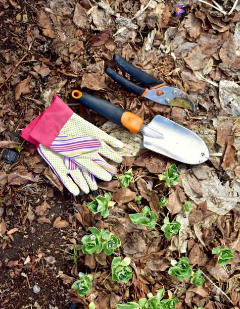 istock Gardening landscape tools and equipment for spring yard clean-up 1315912222