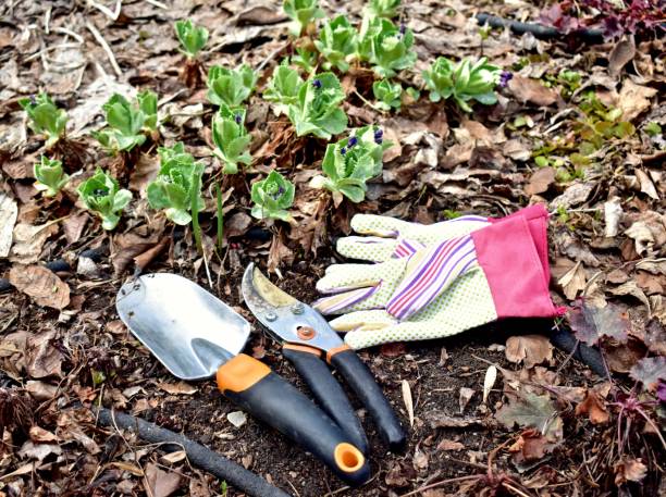 istock Gardening landscape tools and equipment for spring yard clean-up 1315912757