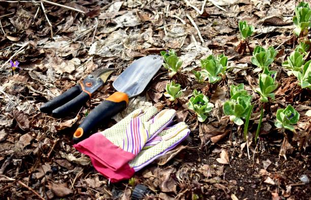 Gardening landscape tools and equipment for spring yard clean-up Yard clean up after winter, clearing up mulch and garden debris for seasonal growth. Photo background, landscaping work. Lifestyle hobbies pruning shears stock pictures, royalty-free photos & images