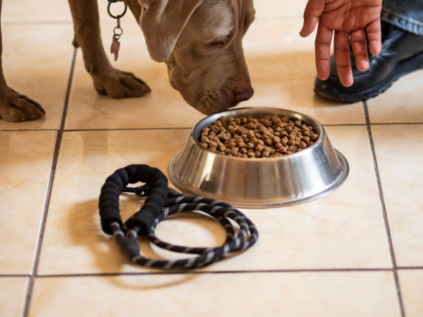 istock Pitbull dog eating healthy and nutritious kibble. 1315912810