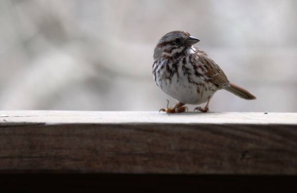 istock Little bird with twig 1315913189