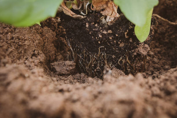 istock Close-up of daisy planted in soil. 1315914031