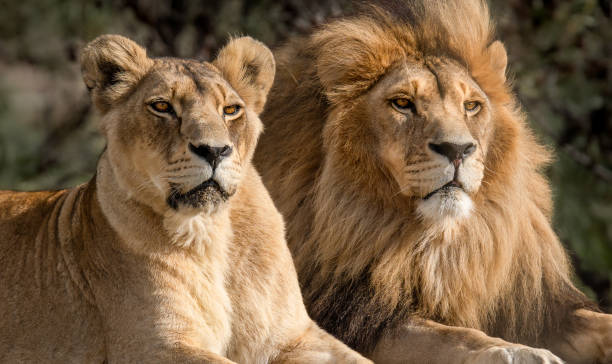 majestueux couples de lion africains aimant la fierté de la jungle - animal sauvage puissant de l’afrique dans la nature - lion africa safari south africa photos et images de collection