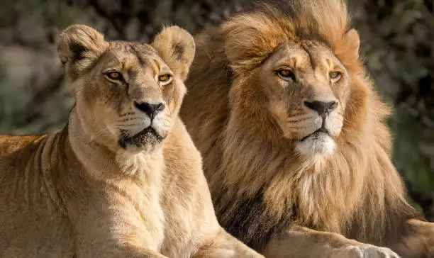 Photo of Majestic African lion couple loving pride of the jungle - Mighty wild animal of Africa in nature