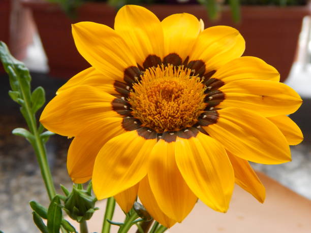 istock Beautiful yellow flower with brown patterns. Painted Daisy (Chrysanthemum carinatum) 1315914940
