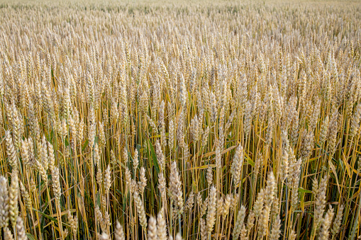 golden wheat in daylight. Ripe ears of wheat counting the days for harvest. agriculture background