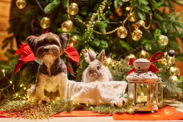 istock New year dog and rabbit Christmas tree. Biewer Terrier under garland Prasanthi 1315918198