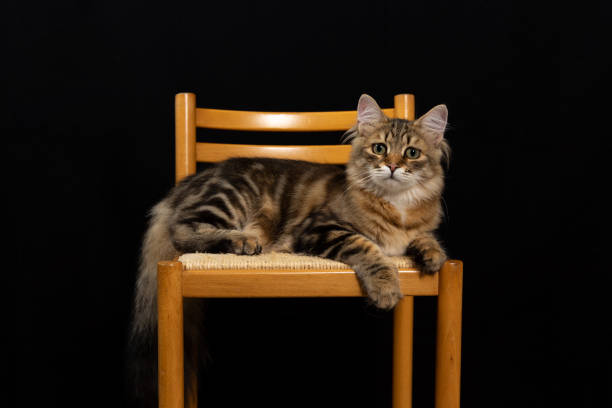 istock Cute Siberian Kitten Black Background 1315920398