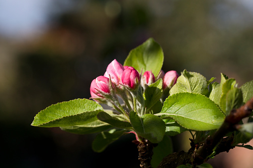 Blossom on an apple tree in spring, early May.  North Yorkshire, England, United Kingdom