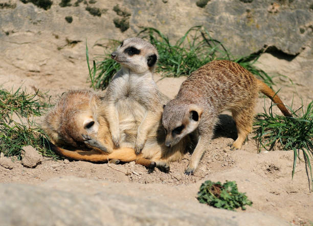 istock Mongoose Family In Hesse Germany 1315925175