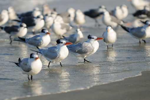 Fluffy Royal Tern Birds In The Shallow Water On The Beach Of Ponce Inlet Florida On A Sunny Autumn Day