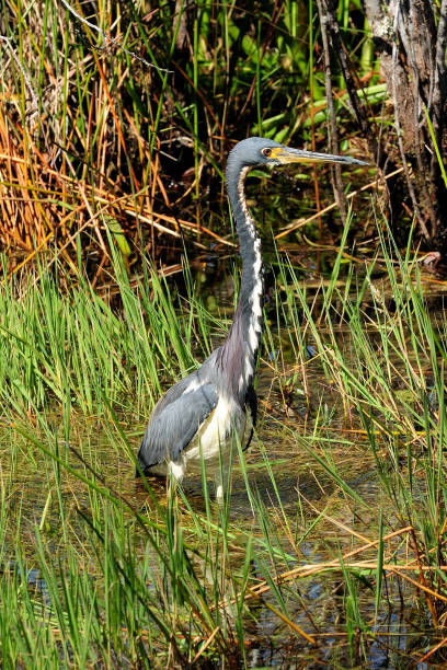 Tricolored Heron Wading Through The Waters Of The Swamps In The Everglades National Park Florida Tricolored Heron Wading Through The Waters Of The Swamps In The Everglades National Park Florida On A Sunny Autumn Day tricolored heron stock pictures, royalty-free photos & images