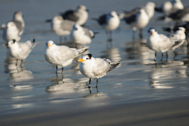 ポンセインレットフロリダのビーチの浅瀬でふわふわロイヤルアジーン鳥 - southern usa sand textured photography ストックフォトと画像