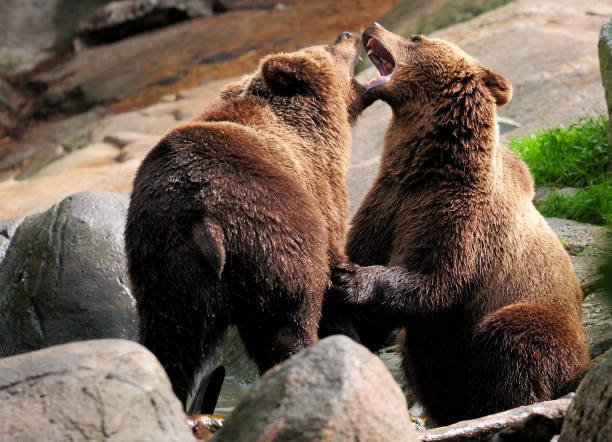 istock Two Wrestling Big Brown Bears In Sweden 1315925338
