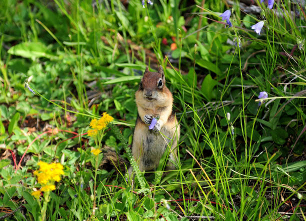 istock Upright Standing American Squirrel In A Meadow With Willdflowers 1315925870