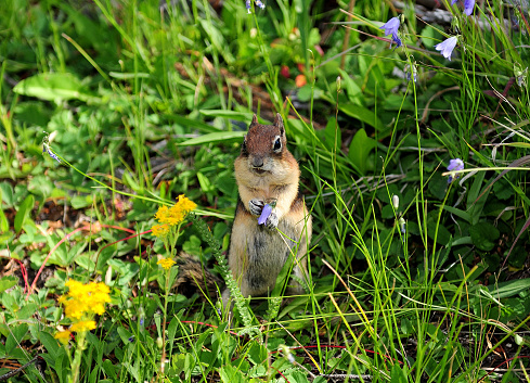 Upright Standing American Squirrel In A Meadow With Willdflowers On A Sunny Summer Day