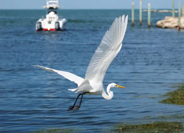 Photo of Flying Great White Egret With The Harbor Of Marathon Key Florida In The Background