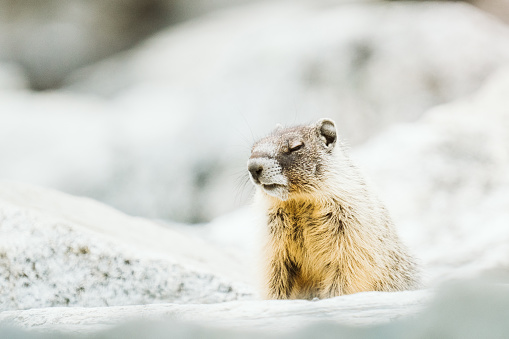 A yellow-bellied marmot with its eyes closed on a rock jetty in United States, Washington, Chelan