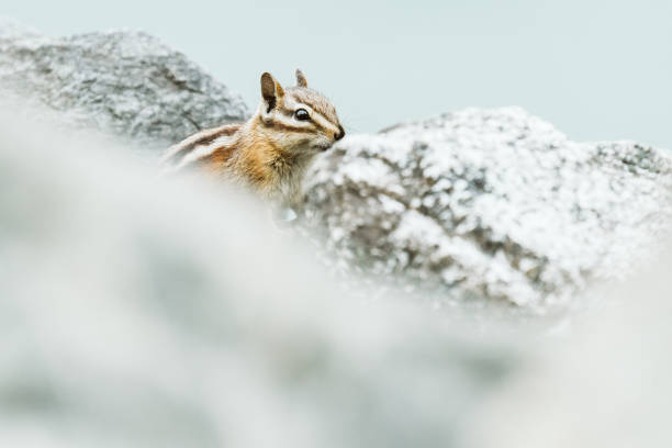 Photo of Side view of a chipmunk looking out from behind a rock