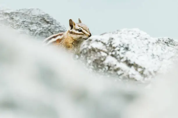 Photo of Side view of a chipmunk looking out from behind a rock