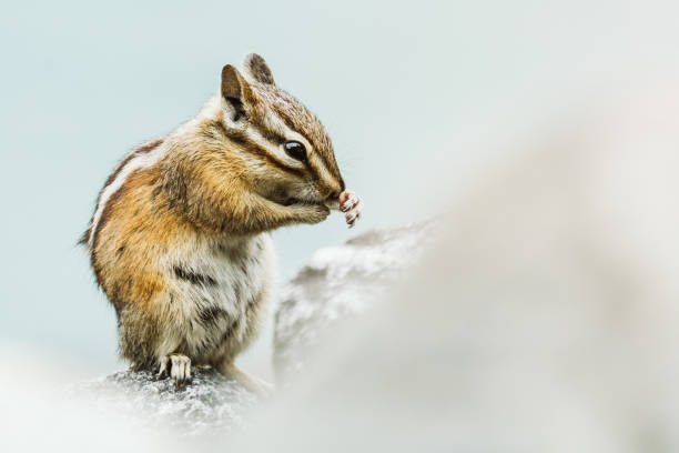Photo of Closeup of a chipmunk with its hands on its nose