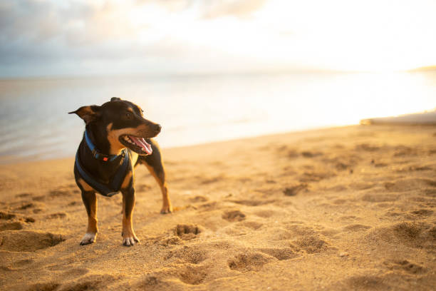 istock Small black dog standing on the beach in Honolulu, Hawaii 1315926039