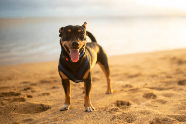 istock Puppy posing on the beach in Hawai'i 1315926040