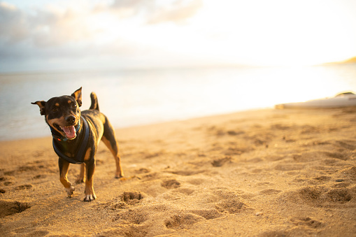Happy dog walking along the beach in Hawaii