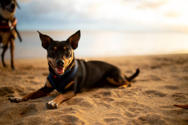 istock Dog laying down on the beach in Hawaii while another dog stands behind 1315926051