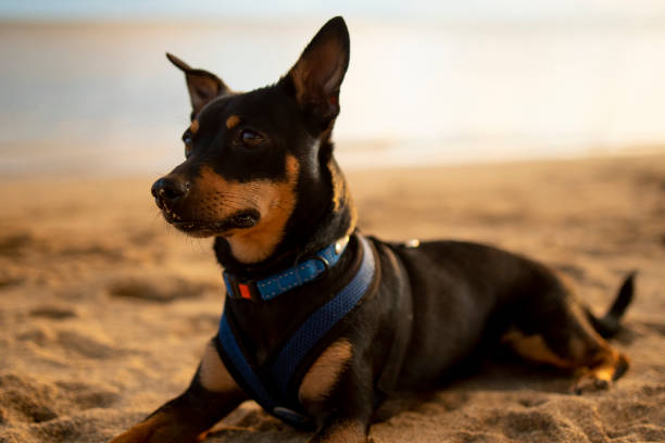 istock Small black dog laying on a beach in Honolulu Hawaii 1315926054